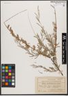 Foto von Salix wilhelmsiana M. Bieb.